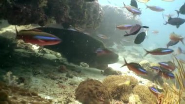Napoleon wrasse, deniz ve okyanus Maldivler sualtı doğal akvaryum balık.