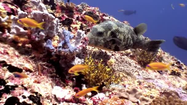 Pufferfishe Kugelfische Tetrodons fiskar under vattnet på fantastiska havsbotten i Maldiverna. — Stockvideo
