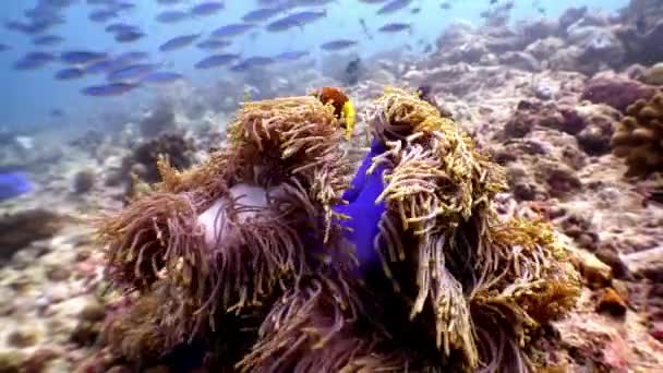 Anemone actinia e peixe palhaço laranja brilhante no fundo do mar subaquático de Maldivas . — Vídeo de Stock