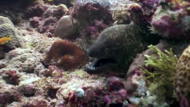 Black Moray węgorzy zjada pokarm dla ryb pod wodą na dnie morskim w Malediwy. — Wideo stockowe