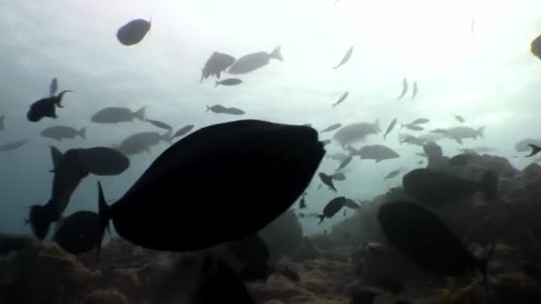 Poisson scolaire sous-marin fond de détente aux Maldives . — Video