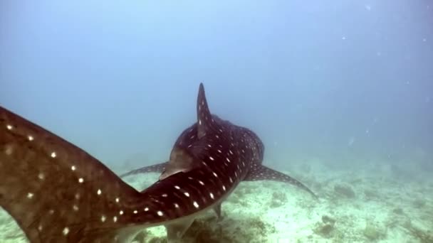 Wieloryb rekin olbrzymi rozmiar pod wodą w poszukiwaniu żywności na dnie morza Malediwy. — Wideo stockowe