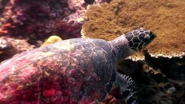 Sea turtle beautifully floats on clean clear underwater seabed in Maldives. — Stock Video
