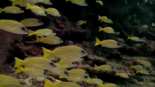 Escuela de peces amarillos rayados bajo el agua sobre el fondo del fondo marino en Maldivas. — Vídeos de Stock