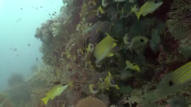 Skole af stribet gul fisk under vandet på baggrund af havbunden i Maldiverne. – Stock-video
