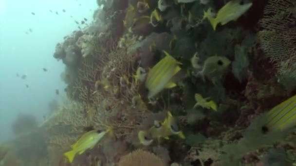 Escuela de peces amarillos rayados bajo el agua sobre el fondo del fondo marino en Maldivas. — Vídeos de Stock