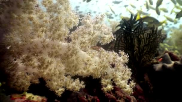 Árbol de coral suave bajo el agua increíble fondo marino en Maldivas. — Vídeos de Stock