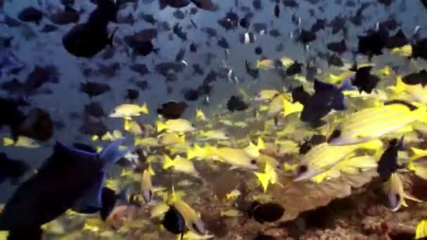 Σχολείο ριγέ κίτρινου ψαριού κάτω από το νερό σε φόντο βυθού στις Μαλδίβες. — Αρχείο Βίντεο