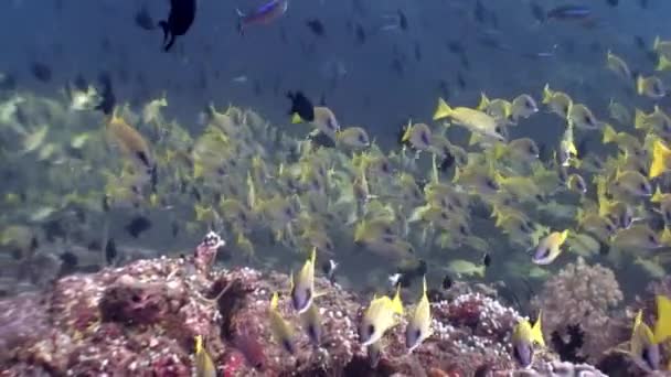 Escola de peixes amarelos listrados subaquático no fundo do fundo do mar em Maldivas. — Vídeo de Stock