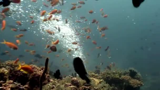 몰디브의 바다와 바다에 있는 해저 천연 수족관의 물고기 학교. — 비디오