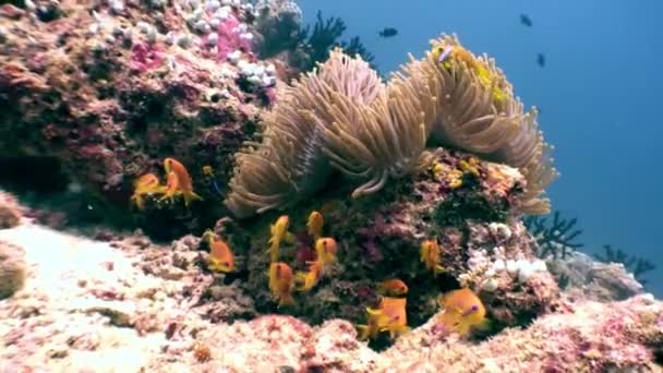 Anemone actinia undClownfische unter Wasser natürliches Aquarium von Meer und Ozean. — Stockvideo