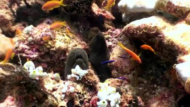 Moray noir à la recherche de nourriture sous-marine sur les fonds marins aux Maldives .