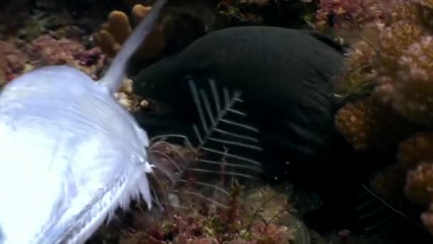 Moray Negro come comida de pescado bajo el agua en el fondo marino en Maldivas . — Vídeos de Stock