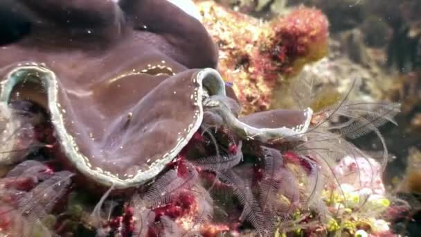 Tridacne kabuklu yumuşakçalar sualtı Maldivler deniz dibinin şaşırtıcı arka plan üzerinde. — Stok video