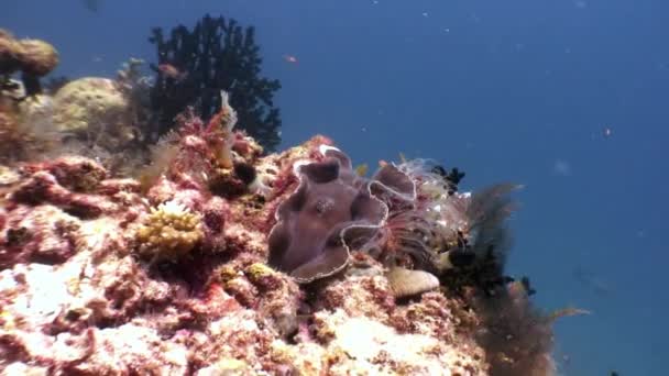 Tridacne bivalve mollusks underwater on background amazing seabed in Maldives. — Stock Video