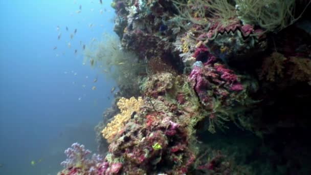 Árbol de coral suave suavemente blanco y rosa bajo el agua increíble fondo marino en Maldivas. — Vídeos de Stock