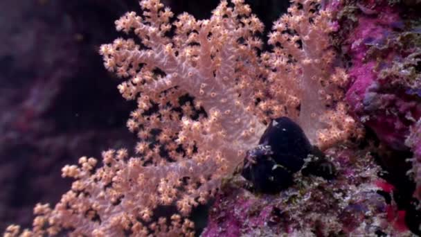 Árbol de coral suave suavemente blanco y rosa bajo el agua increíble fondo marino en Maldivas. — Vídeos de Stock