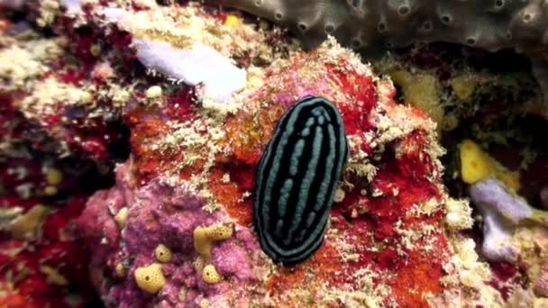 Голубая слизняковая веррукоза на морском дне под водой . — стоковое видео