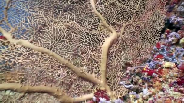 Gorgonaria Subergorgia hicksoni coral víz alatti csodálatos tengerfenéken Maldív-szigetek. — Stock videók