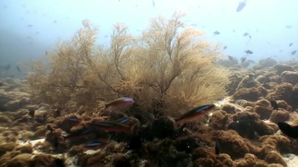 Σχολείο ψάρια υποβρύχια χαλαρώσετε φόντο σε Μαλδίβες. — Αρχείο Βίντεο
