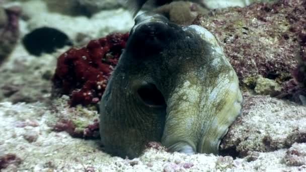 Восьминіг poulpe замаскований під водою в пошуках їжі на морському дні на Мальдівах. — стокове відео