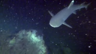 Köpekbalığı sualtı mercan deniz dibinin Maldivler üzerinde şaşırtıcı yiyecek bulmak.