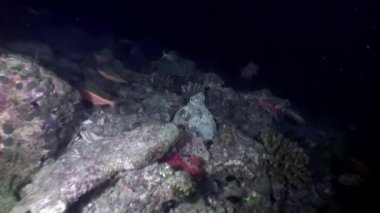 İstiridye kabuğu kabuklu balık suyun altında Maldivler tabanının arka plan üzerinde.