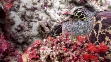 Deniz kaplumbağası temiz temizlemek sualtı deniz yatağı üzerinde Maldivler mercan yiyor.