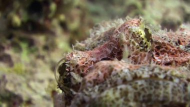 Stonefish scorpionfish scorpaenopsis barbata çok zehirli su altında sakallı.
