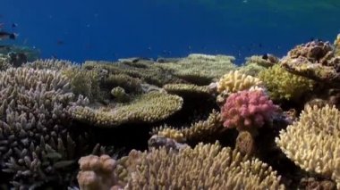 Acropora cytherea mercan resif sualtı Kızıldeniz.