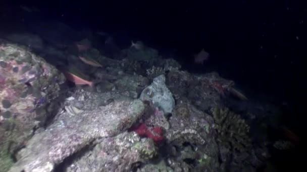 Huîtres coquillage conque poissons sous-marins sur fond de fonds marins aux Maldives .