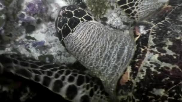 Zeeschildpad op schone duidelijk onderwater zeebodem eet koraal in Maldiven. — Stockvideo