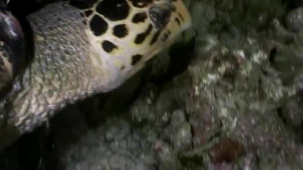 Zeeschildpad op schone duidelijk onderwater zeebodem eet koraal in Maldiven. — Stockvideo