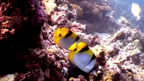 马尔代夫海洋海洋天然水族馆蝴蝶鱼. — 图库视频影像