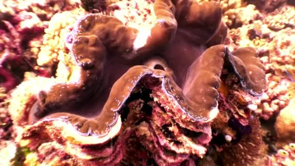 Tridacne 二枚貝軟体動物水中モルディブで海底を驚くほどの背景. — ストック動画
