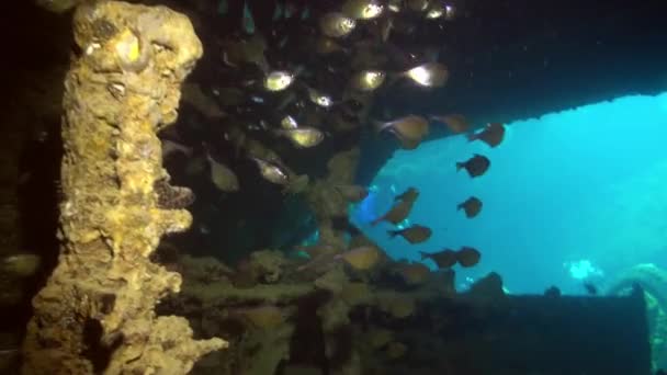 Mergulho perto de naufrágio carga enferrujado navio subaquático . — Vídeo de Stock