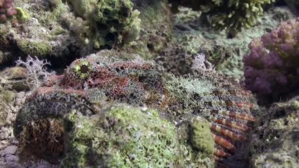 Pez piedra Bearded scorpionfish scorpaenopsis barbata muy venenoso bajo el agua . — Vídeos de Stock