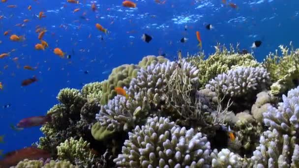 Fish underwater in Red sea. — Stock Video