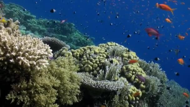 École de poissons se détendre vidéo sur la nature marine sous-marine Mer Rouge . — Video