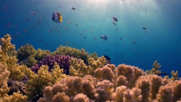 Escuela de peces sobre fondo de reflexión de la luz solar bajo el agua Mar Rojo . — Vídeos de Stock