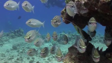 Scolopsis ghanam seabreams Okulu mercan balık sualtı Red sea relax.