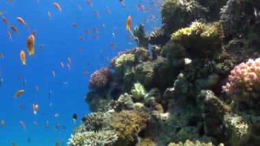 Balık sürüsü sualtı Red sea relax.