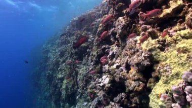 Balık sürüsü büyük solderfish myripristis murdjan sualtı Kızıl Deniz gözlü.