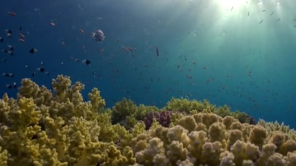 Escuela de peces sobre fondo de reflexión de la luz solar bajo el agua Mar Rojo . — Vídeos de Stock