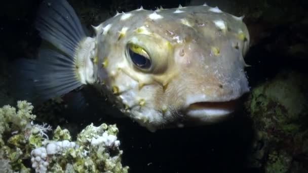Angry Porcupine Fishhe плаває на рифі . — стокове відео