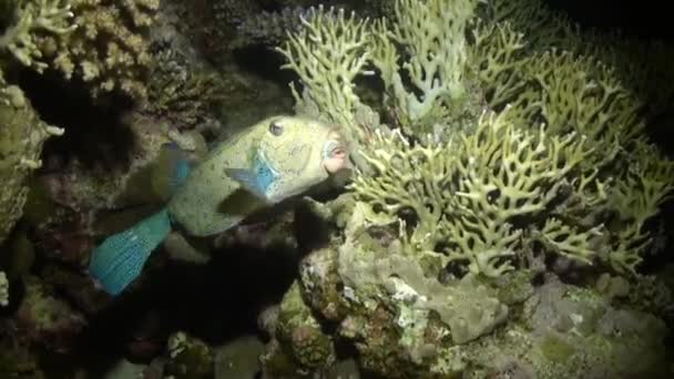 Boxfish manchado amarelo no recife em busca de comida . — Vídeo de Stock