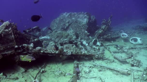 School of fish near shipwreck on seabed underwater Red sea. — Stock Video