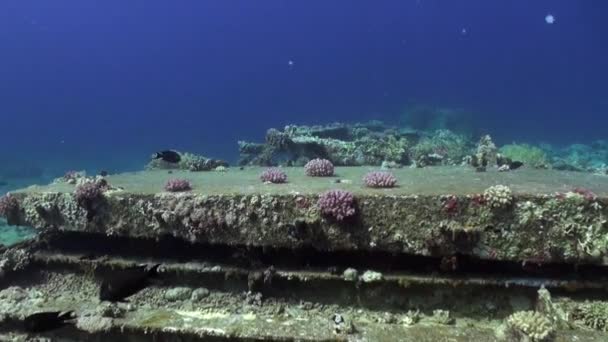 Parrotfish Scarus subaquático Mar vermelho . — Vídeo de Stock