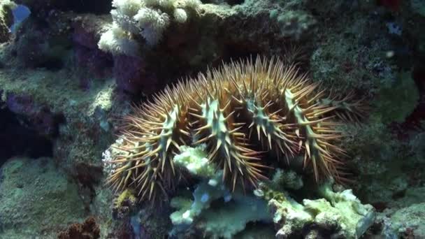 Многолучевая шиповидная морская звезда Корона из шипов Acanthaster planci под водой Красное море — стоковое видео