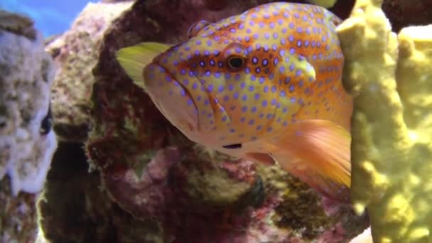 Korallen-Zackenbarsch cephalopholis miniata Fisch unter Wasser rotes Meer. — Stockvideo